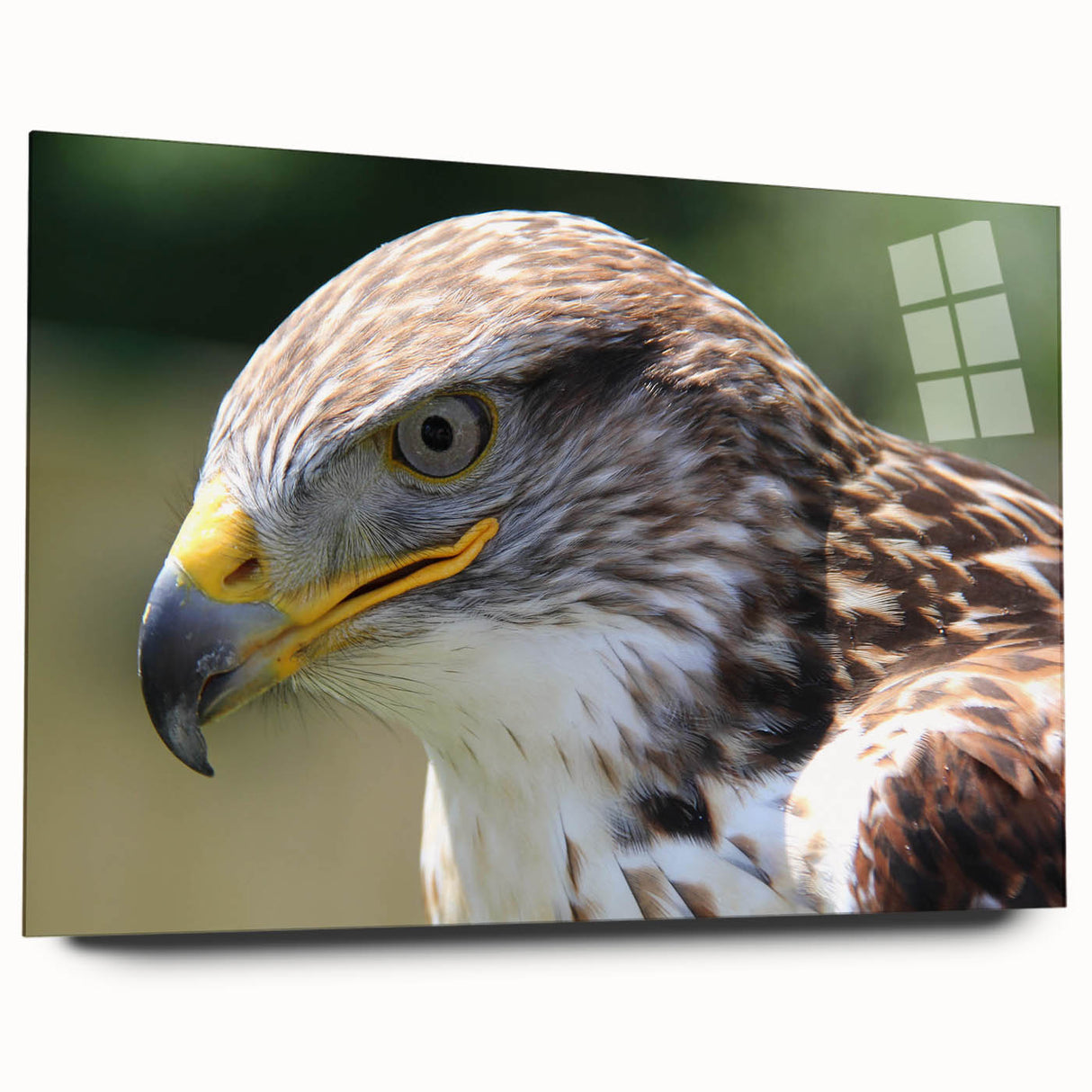 Acrylic glass wall art display showcasing a vibrant "Birds of Prey" design, elegantly presented from a side view, highlighting its sleek edges and colorful imagery. Perfect for nature-inspired decor.