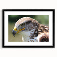 Framed wall art featuring a black mat and a striking design of various birds, showcasing vibrant colors and intricate details, ideal for enhancing home decor.