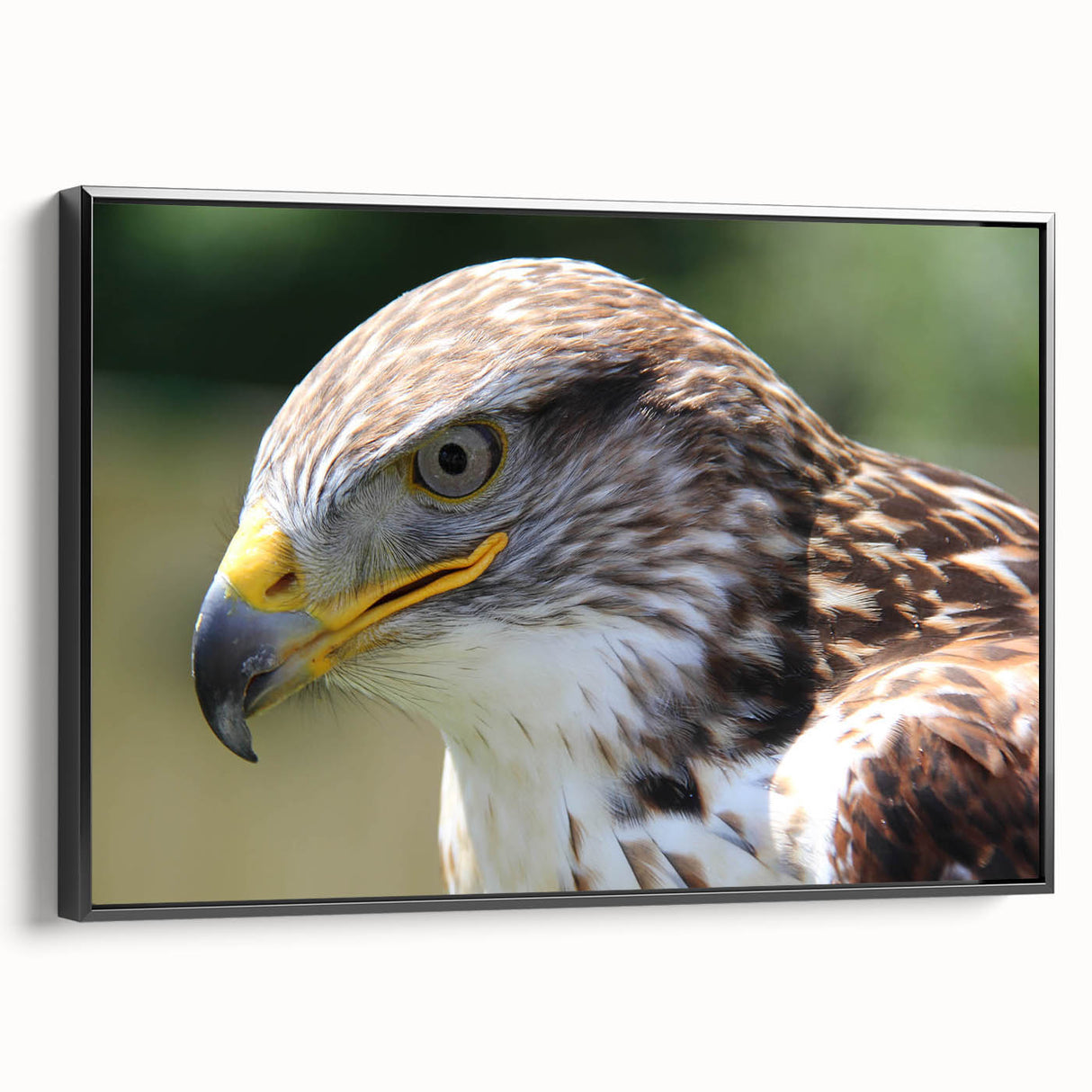 Framed canvas wall art showcasing a vibrant bird design in a black frame, highlighting intricate details and textures, perfect for modern home decor.