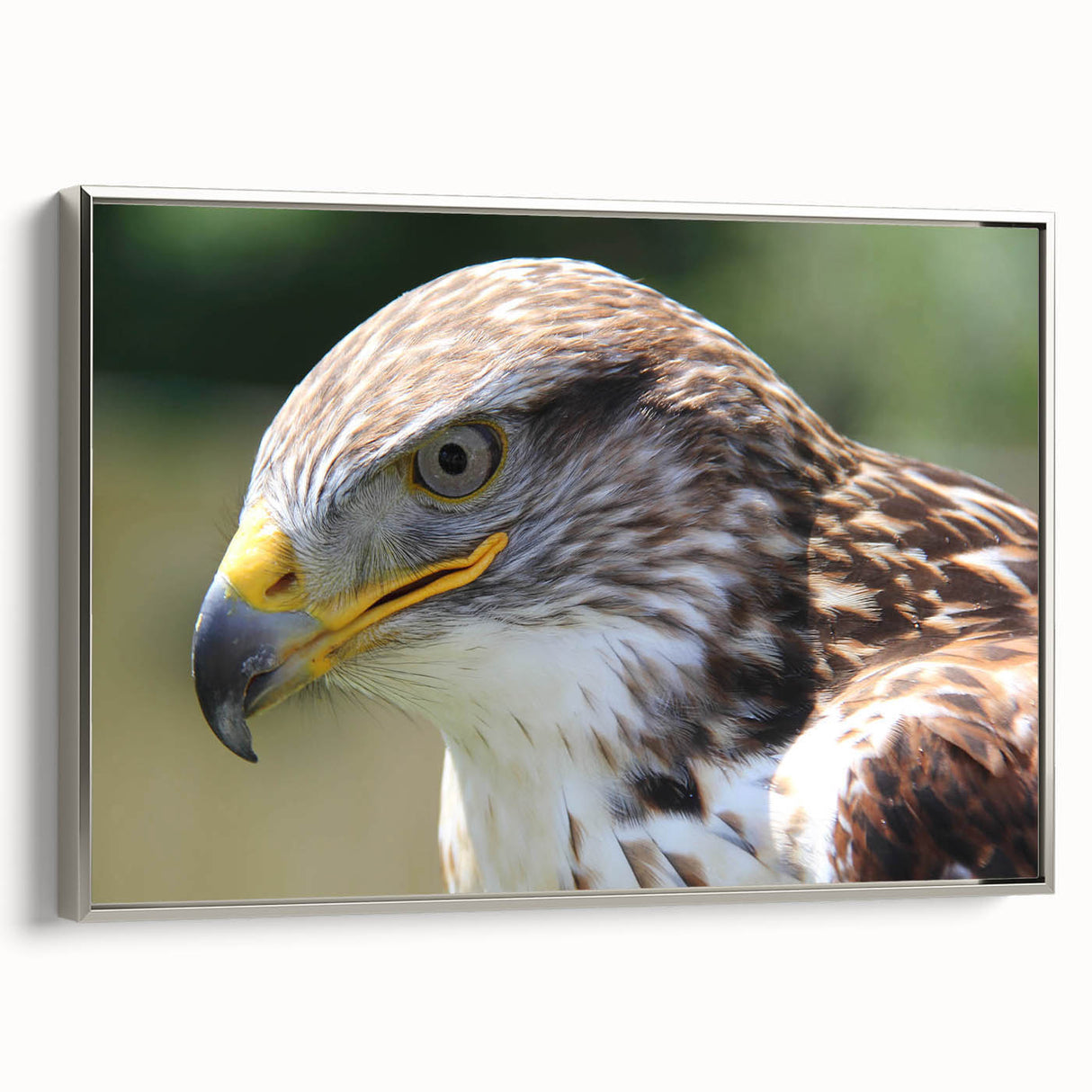 Framed wall art collection showcasing a stunning birds of prey design on canvas, featuring intricate details and a silver frame, ideal for nature lovers' home decor.