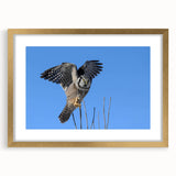 Framed wall art collection showcasing a detailed bird design in gold and black, accentuated with a mat for added elegance, perfect for home decor or office spaces.