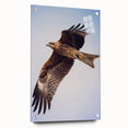 Acrylic wall art display featuring a vibrant "Birds of Pray" design, showcasing colorful bird illustrations. The artwork is framed with pins and viewed from the side, highlighting its modern aesthetic and detailed visuals, ideal for nature-themed decor.