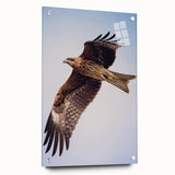 Acrylic wall art display featuring a vibrant "Birds of Pray" design, showcasing colorful bird illustrations. The artwork is framed with pins and viewed from the side, highlighting its modern aesthetic and detailed visuals, ideal for nature-themed decor.