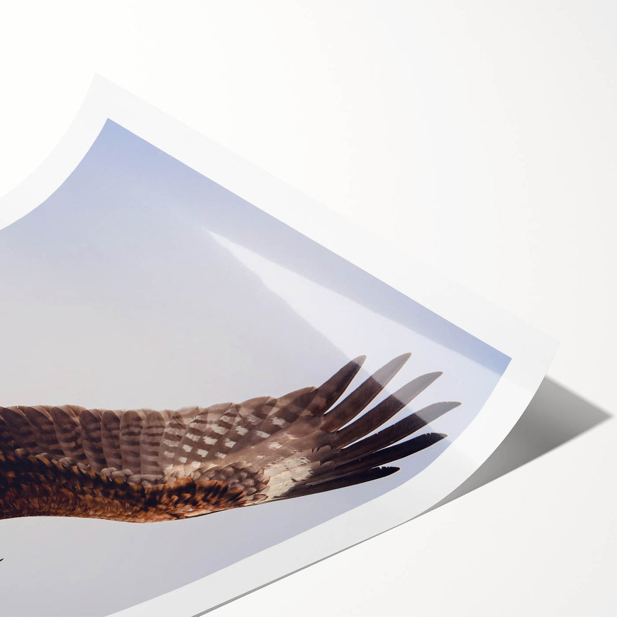 Vibrant wall art print showcasing a majestic eagle in flight, part of the Birds of Prey collection, rolled for easy shipping and display.