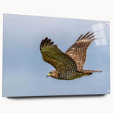 Acrylic wall art featuring a vibrant "Birds of Pray" design, showcasing colorful birds in flight. The artwork is elegantly displayed from the side, highlighting its unique pin mounting and glossy finish. Perfect for adding a modern touch to any interior decor.