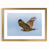 Gold-framed wall art featuring a collection of birds, showcasing intricate designs and vibrant colors, perfect for enhancing home decor with a nature theme.