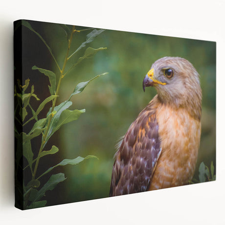 Stretched canvas wall art showcasing a vibrant birds of prey design, featuring intricate details and rich colors, perfect for home decor enhancement.
