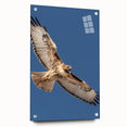 Acrylic glass wall art showcasing a unique bird design from the Birds of Pray collection, presented in a side view with visible mounting pins, perfect for modern decor.