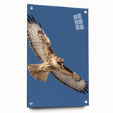 Acrylic glass wall art showcasing a unique bird design from the Birds of Pray collection, presented in a side view with visible mounting pins, perfect for modern decor.
