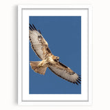 Framed wall art of a bird design titled "Birds of Pray," featuring intricate illustrations in soft colors, displayed in a white frame with a mat. Perfect for nature-inspired decor.