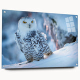 Acrylic glass wall art showcasing a vibrant birds of prey design, featuring intricate details and a side view display with decorative pins, perfect for home decor.