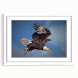 Framed wall art showcasing a contemporary birds of prey design, featuring vibrant colors and intricate details, set against a white mat for a modern aesthetic.
