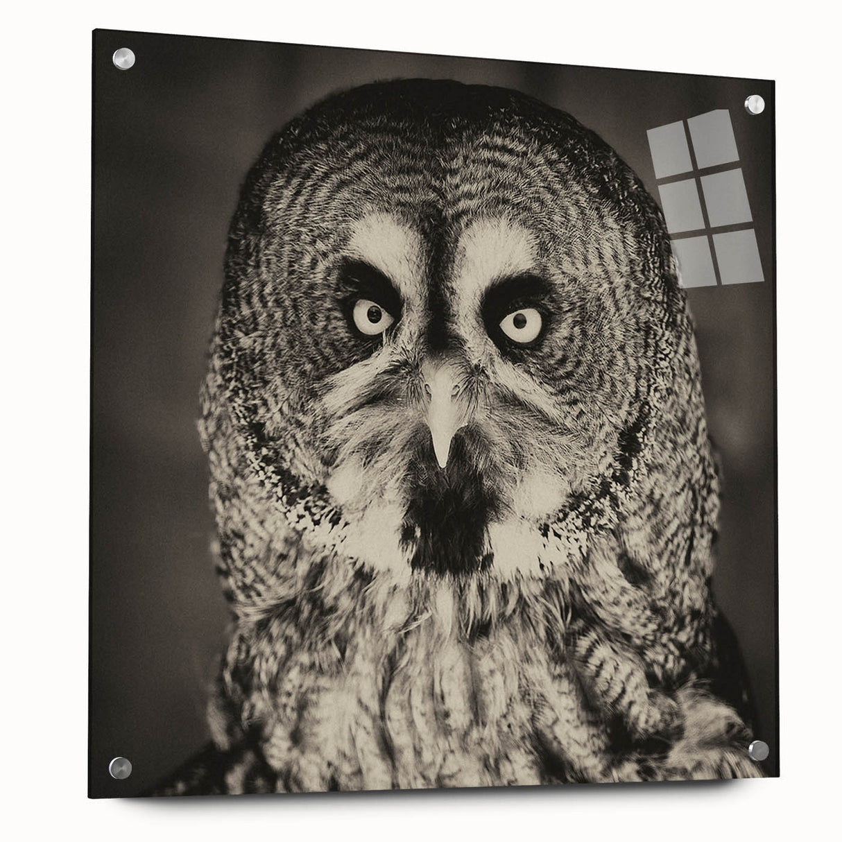 Acrylic glass wall art featuring a vibrant "Birds of Prey" design, showcasing detailed bird illustrations mounted with pins, perfect for modern decor.