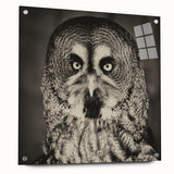 Acrylic glass wall art featuring a vibrant "Birds of Prey" design, showcasing detailed bird illustrations mounted with pins, perfect for modern decor.