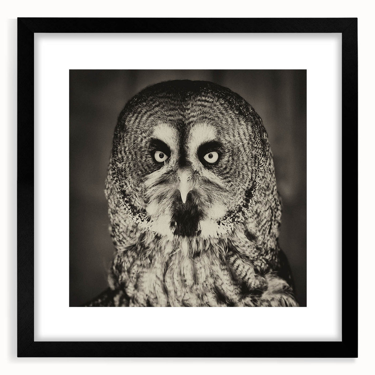 Framed wall art featuring a collection of birds, designed with intricate details and a sleek black frame, ideal for enhancing home decor with nature-inspired elegance.