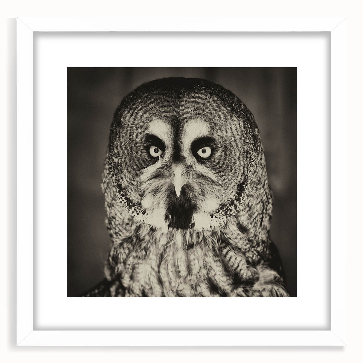 Framed wall art featuring a vibrant bird design from the "Birds of Pray" collection, displayed in a white mat and sleek frame, perfect for modern decor.