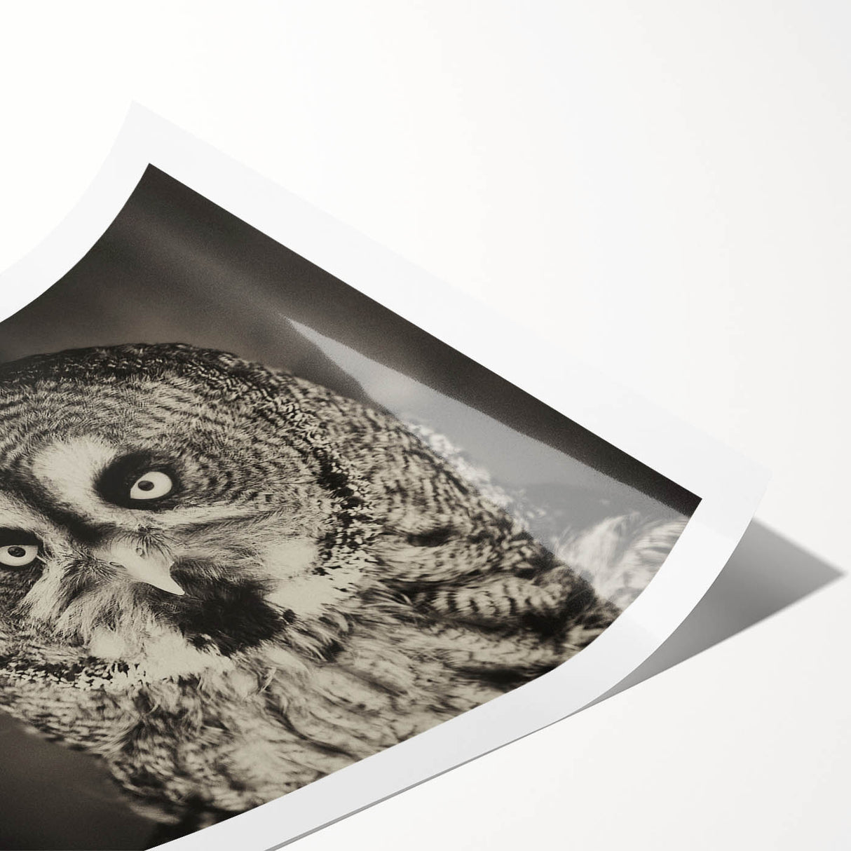 Colorful rolled print featuring a collection of birds in a vibrant, artistic style, ideal for home decor. Perfectly designed for nature lovers and art enthusiasts.