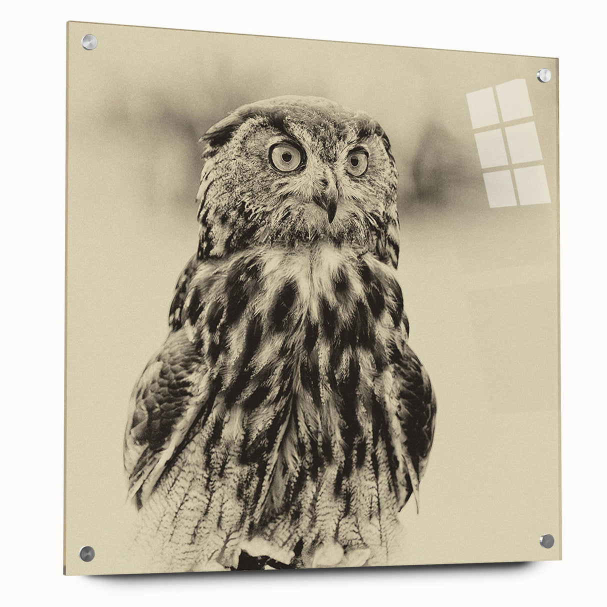 Acrylic glass wall art display featuring a vibrant bird design from the "Birds of Pray" collection, showcasing intricate details and colorful imagery, perfect for home decor.