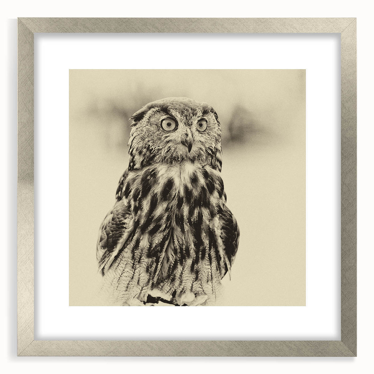 Framed wall art collection showcasing a birds of prey design in silver, featuring intricate details and a sleek mat, ideal for home decor enhancement.