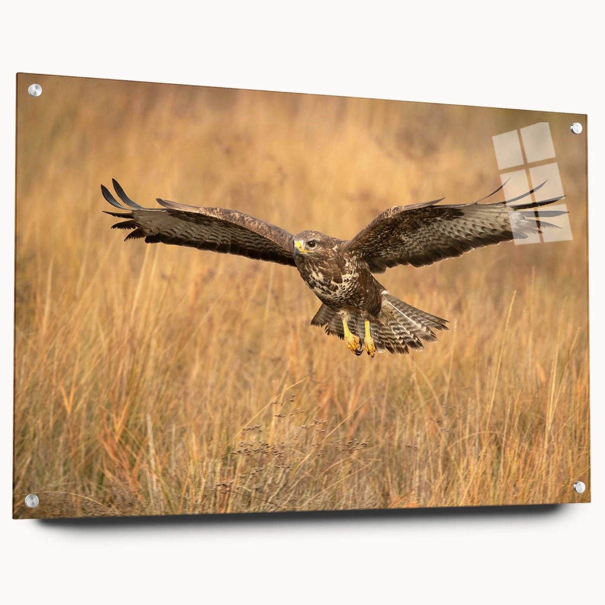 Acrylic glass wall art from the "Birds of Pray" collection showcasing vibrant bird illustrations in a side view perspective, elegantly mounted with pins for display.