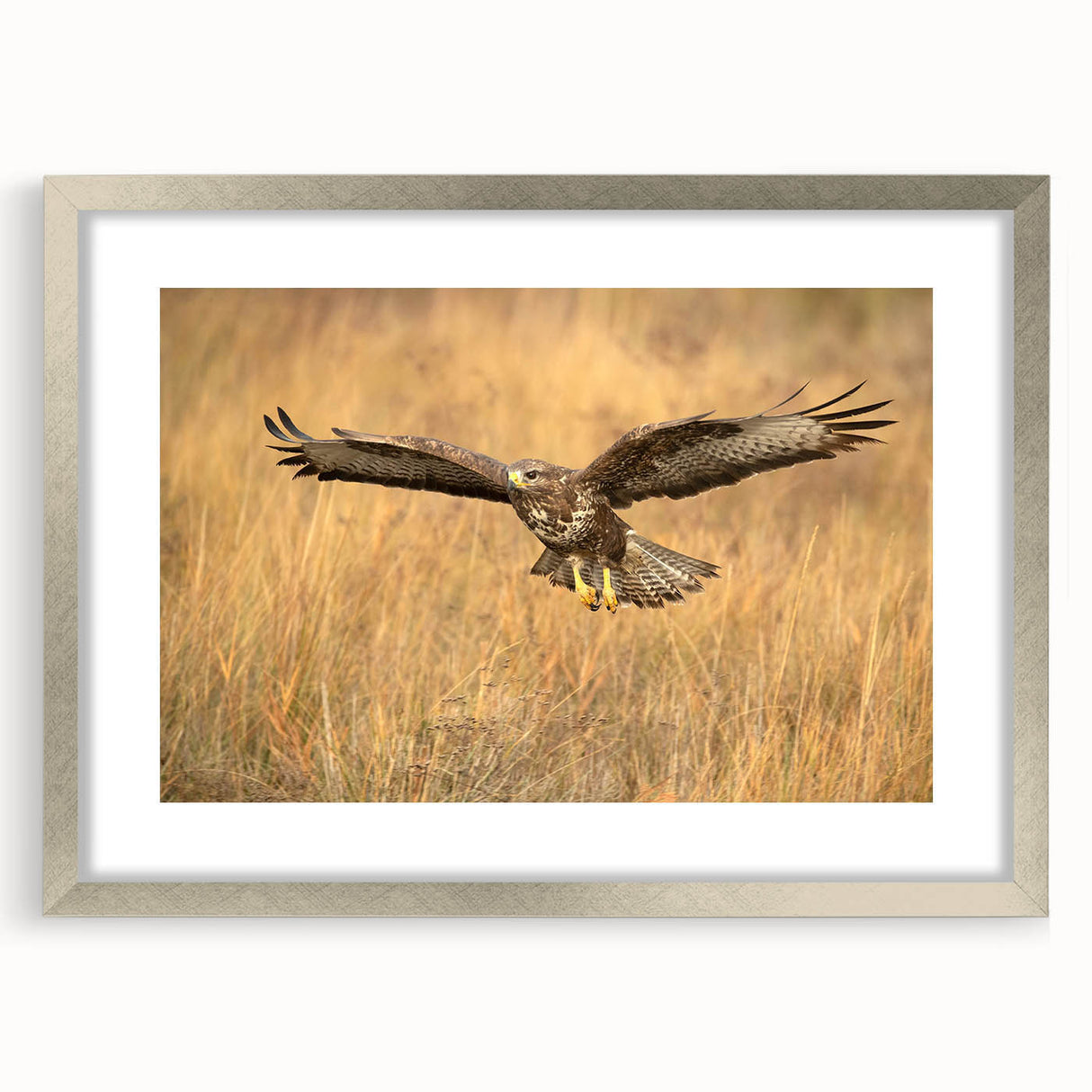 Framed wall art depicting a collection of elegant birds in a silver mat, showcasing intricate designs and vibrant colors, ideal for enhancing home decor.