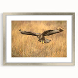 Framed wall art depicting a collection of elegant birds in a silver mat, showcasing intricate designs and vibrant colors, ideal for enhancing home decor.