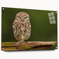 Acrylic glass wall art collection showcasing a vibrant birds of prey design, elegantly framed with pins for display. Features intricate details and vivid colors, perfect for nature enthusiasts.