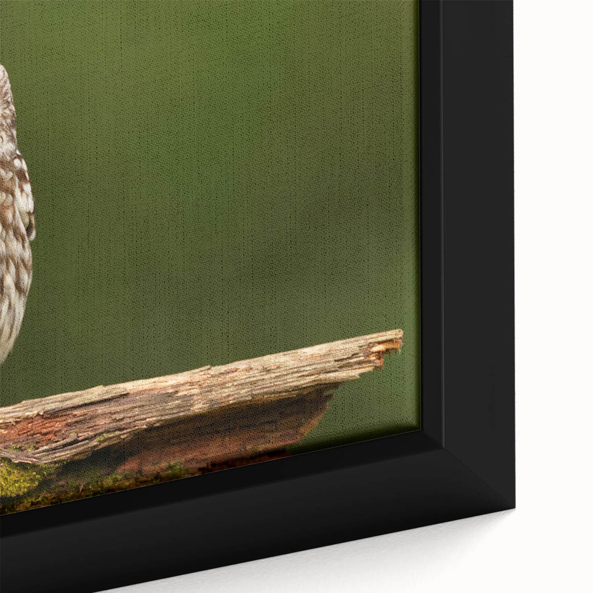 Close-up view of a framed canvas featuring a vibrant birds of prey design, showcasing detailed feather textures and vivid colors, perfect for wildlife art enthusiasts.