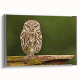 Framed wall art collection showcasing a detailed bird of prey design on textured canvas, elegantly bordered in silver, displayed from a side view.