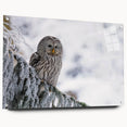 Acrylic wall art featuring a vibrant bird design from the 'Birds of Prey' collection, displayed at an angle with pins for mounting, set against a neutral background.