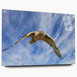 Acrylic wall art design showcasing a vibrant birds of prey collection, featuring a side view with decorative pins for hanging. Ideal for wildlife enthusiasts and home decor.