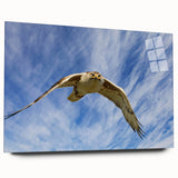 Acrylic glass wall art from the Birds of Prey collection, showcasing vibrant bird illustrations with a sleek side view, perfect for modern home decor.