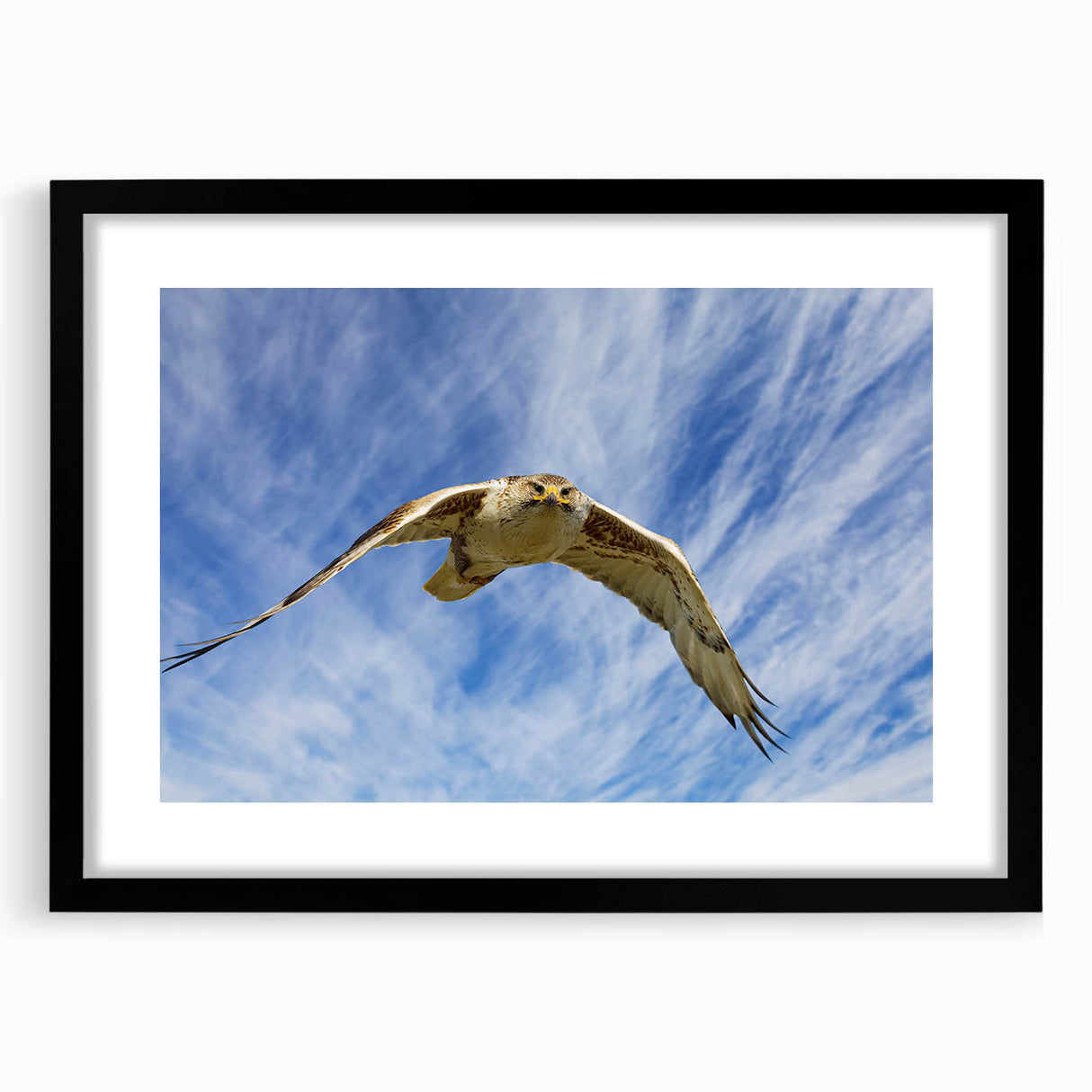 Black framed wall art showcasing a detailed illustration of various birds, part of the Birds of Prey collection, designed to enhance modern home decor with a touch of nature.