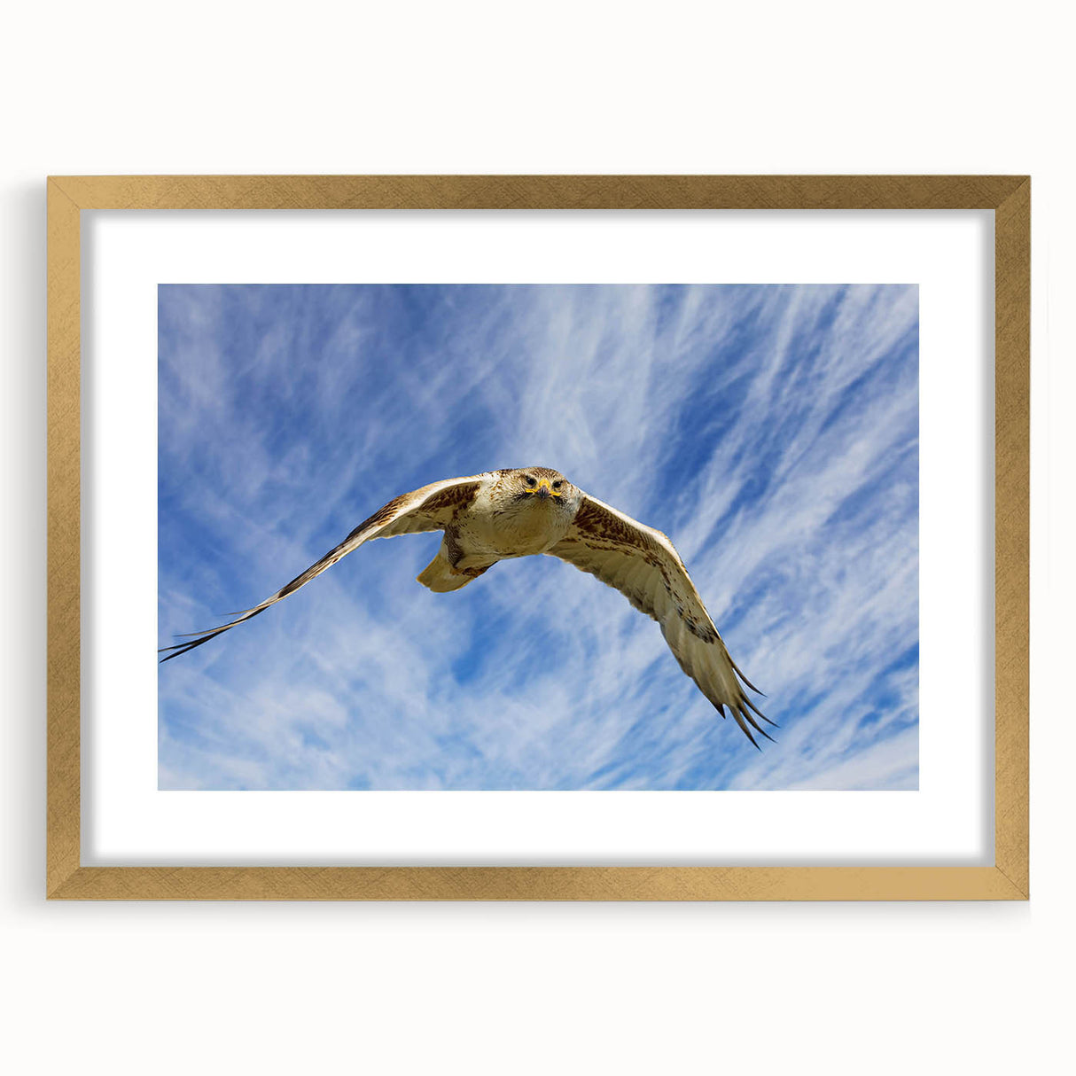 Framed wall art featuring a gold mat and intricate birds of prey design, showcasing vibrant colors and detailed illustrations, perfect for modern decor.
