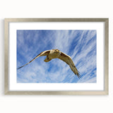 Framed wall art featuring a striking birds of prey design, elegantly showcased with a silver frame and mat, perfect for adding sophistication to any decor.