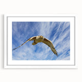 Framed wall art featuring a colorful "Birds of Pray" design, showcasing various bird species in vibrant hues, set against a white mat, perfect for home decor.