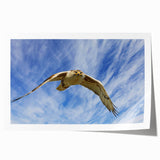 Vibrant rolled print showcasing a collection of bird-themed wall art, featuring intricate designs and colors, ideal for home decor and art enthusiasts.