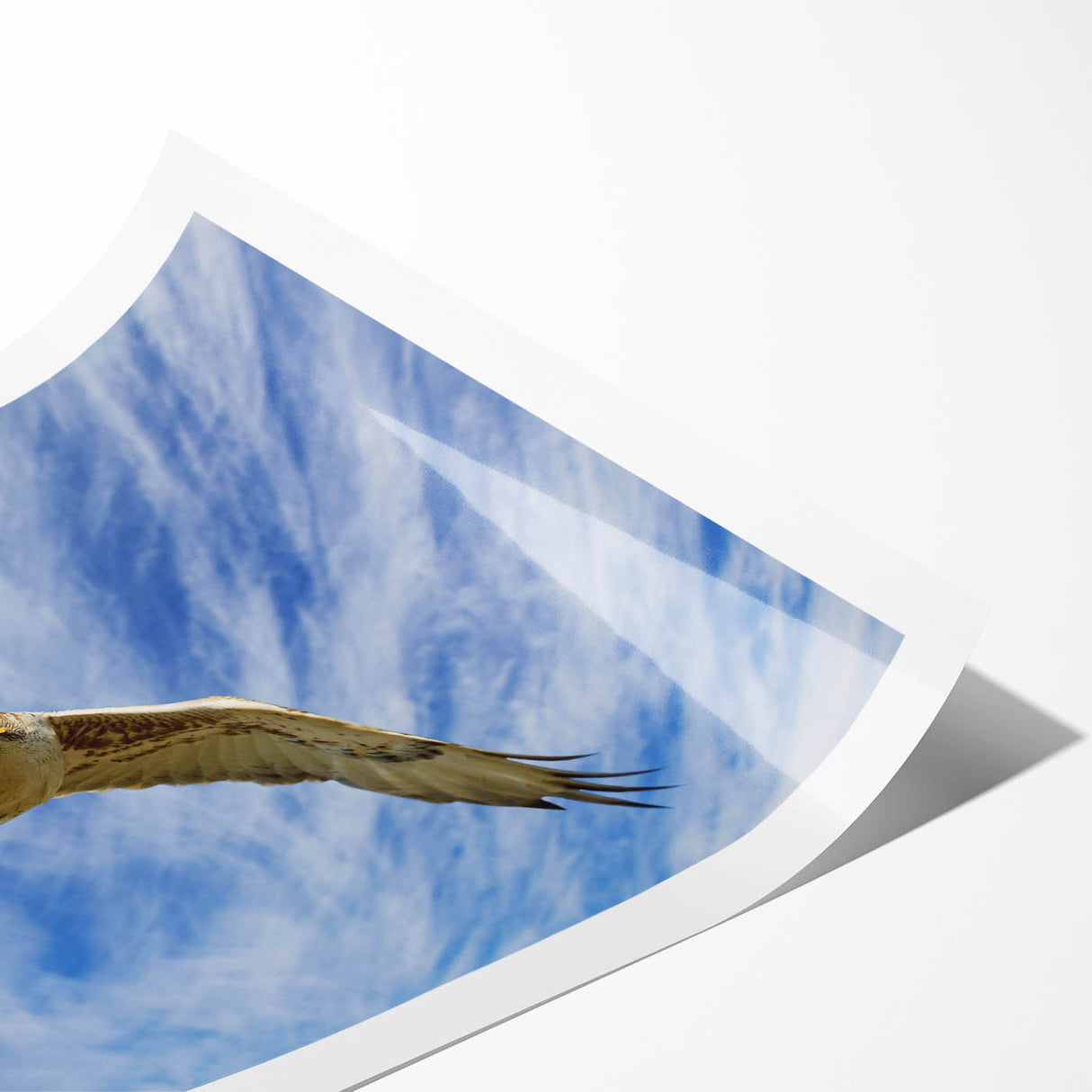 Colorful birds of prey wall art print showcasing detailed illustrations of various raptors against a subtle textured background, rolled for easy shipping and display.