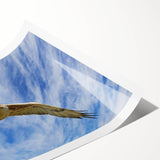 Colorful birds of prey wall art print showcasing detailed illustrations of various raptors against a subtle textured background, rolled for easy shipping and display.