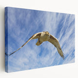 Stretched canvas wall art featuring a vibrant birds of prey design, showcasing intricate details and rich colors, ideal for enhancing modern home decor.