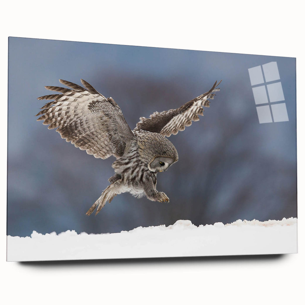 Acrylic glass wall art piece showcasing a vibrant birds of prey design, side view highlighting its sleek edges and colorful details, perfect for nature enthusiasts.