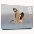 Acrylic glass wall art featuring a vibrant birds of prey design, viewed from the side, showcasing intricate details and stylish pins for easy display.