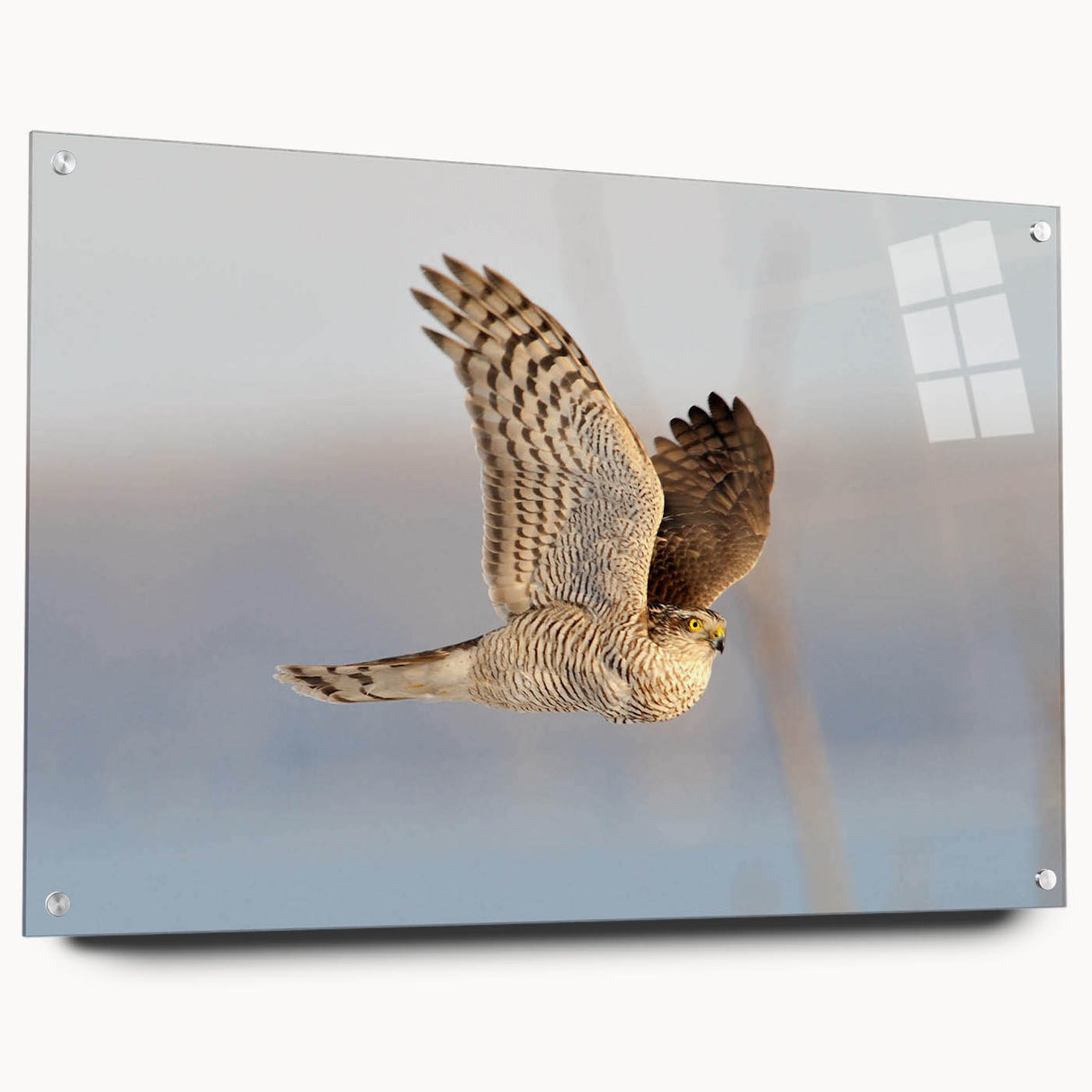 Acrylic glass wall art featuring a vibrant birds of prey design, viewed from the side, showcasing intricate details and stylish pins for easy display.