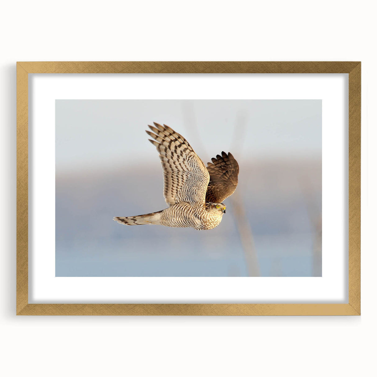 Framed wall art showcasing a stunning birds of prey design, featuring intricate details and a gold frame, perfect for adding elegance to any space.