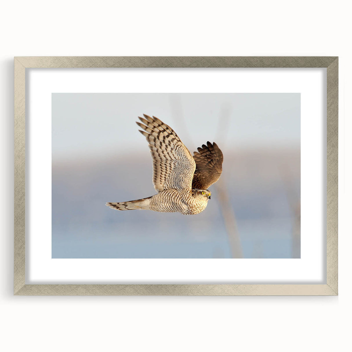 Framed wall art displaying a vibrant "Birds of Prey" design with intricate details, set in a sleek silver frame, perfect for modern home decor.