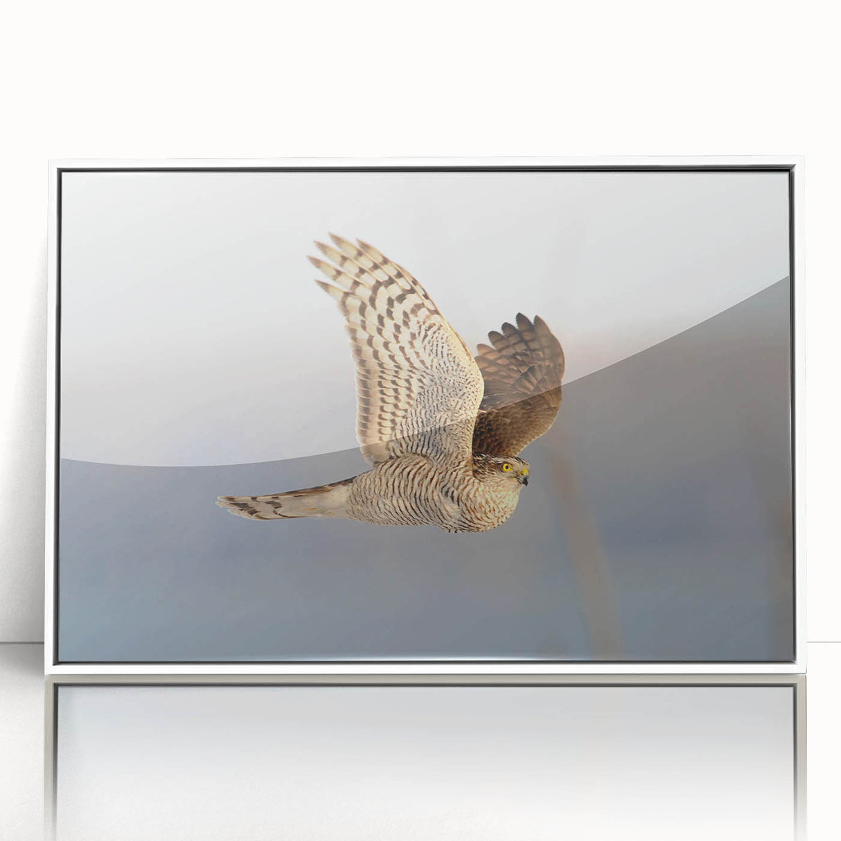 Framed acrylic wall art featuring a vibrant "Birds of Pray" design with colorful avian illustrations on a white background, perfect for enhancing modern interior decor.