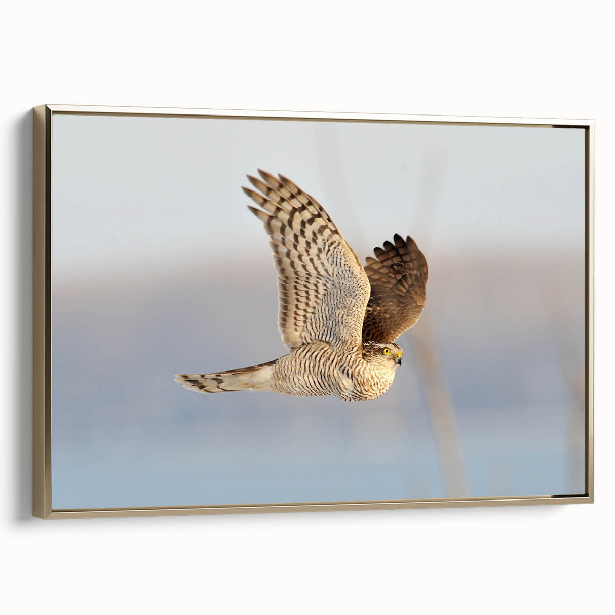 Framed canvas wall art featuring a vibrant birds of prey design, showcasing intricate details and a gold frame, ideal for enhancing home decor.