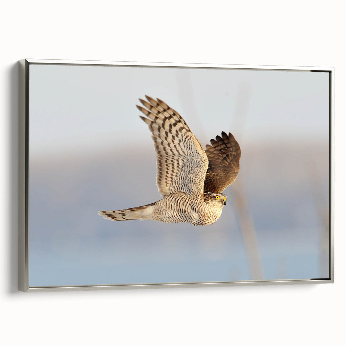 Framed canvas wall art titled "Birds of Prey Design 66," showcasing detailed illustrations of various birds in elegant silver tones, perfect for bird lovers and home decor.