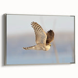 Framed canvas wall art titled "Birds of Prey Design 66," showcasing detailed illustrations of various birds in elegant silver tones, perfect for bird lovers and home decor.