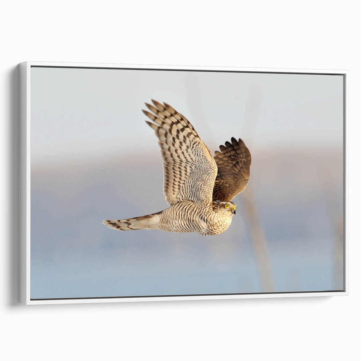 Framed canvas wall art from the Birds of Prey collection, showcasing a detailed illustration of various birds in vibrant colors against a white background, ideal for nature enthusiasts and home decor.